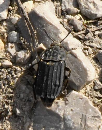 Réf. 217 524 : Thanatophilus sinuatus
